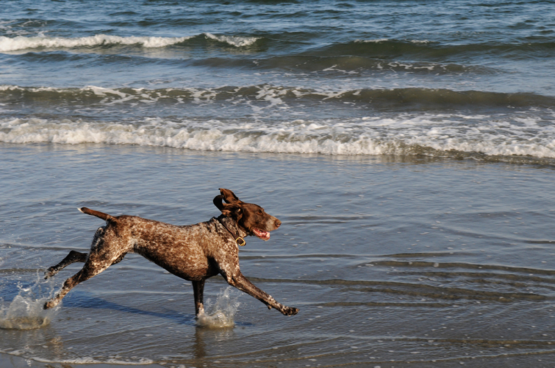 johnsondogs_080518nz___cbates042_sh_lg-1334