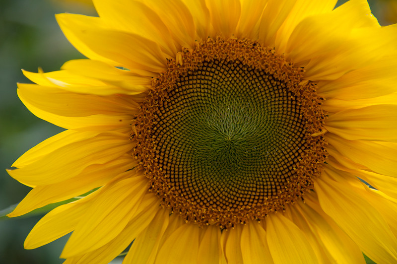 sunflower_ae__2011_cbates0117_sh_web_srgb_1218-3381