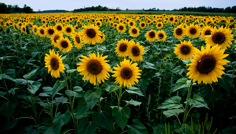 sunflower_ae__2011_cbates0129_sh_web_srgb-1283